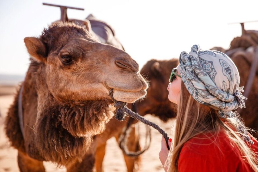 Sharm: Arabian Adventure Horse Ride & Camel Ride W Breakfast - Activity Overview