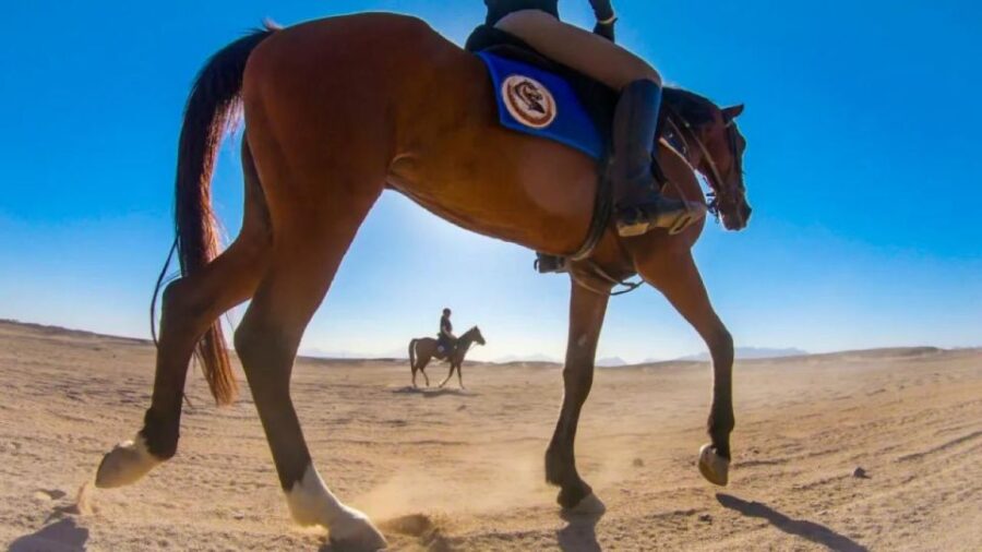 Sharm: ATV Safari, Horse Ride & Camel Ride With Breakfast