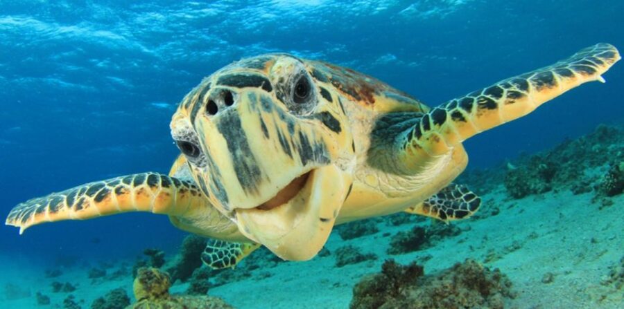 Sharm El Sheikh: Glass Bottom Boat Tour & Private Transfer