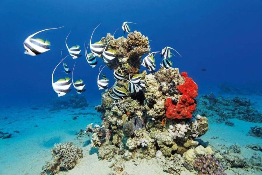 Sharm El Sheikh: Tiran Island Boat Trip W Private Transfers