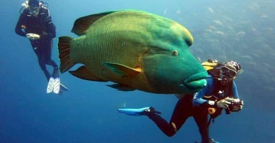 2 Best Scuba Diving Experiences In South Sinai