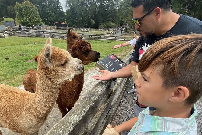 Sheep World Country Tour From Auckland