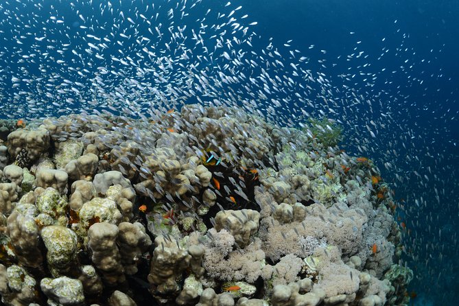 Shore Certified Diving – Two Dives