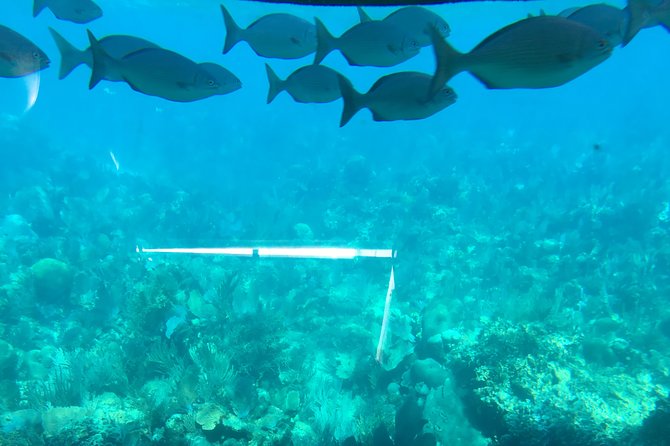 Shore Excursion: Half-Day Glass Bottom Boat Tour and Adventure - Tour Overview and Experience