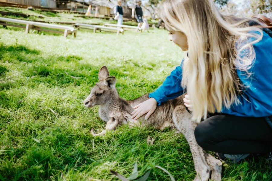 Shore Excursion: Hobart Wanderer