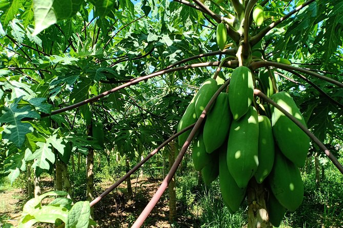 Silk Island Cycling Adventure & Lunch With Locals