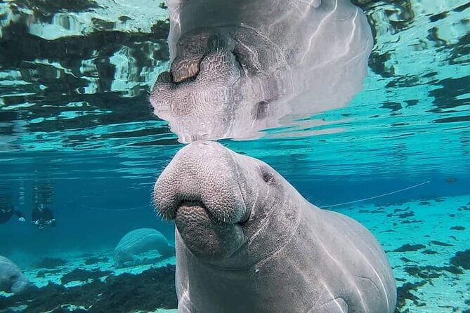 Silver Springs Manatee Kayak Tour - Location and Accessibility