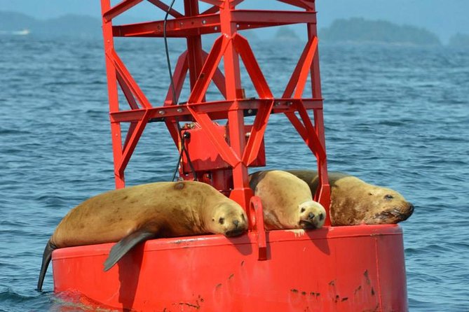 Sitka Shore Excursion: Whale-Watching and Marine Life Tour