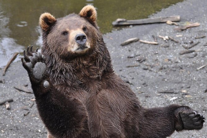Sitka Sightseeing Tour Including Fortress of the Bear and Totem Poles