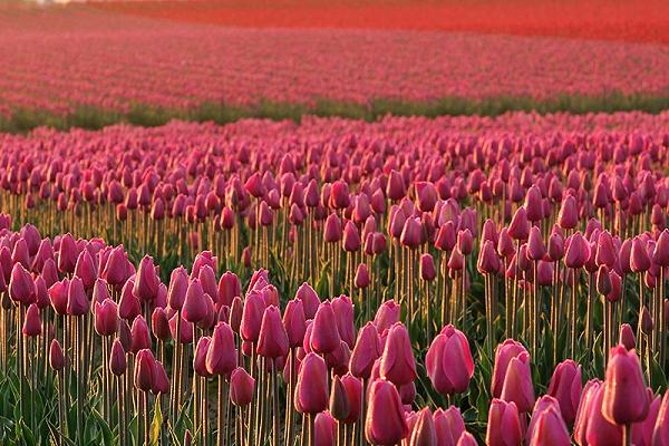 Skagit Valley Tulip Festival Day Trip From Seattle - Tour Details