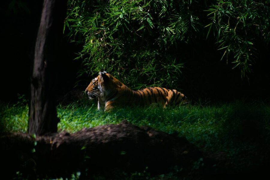 Skip The Line Access: Panna National Park Jungle Safari