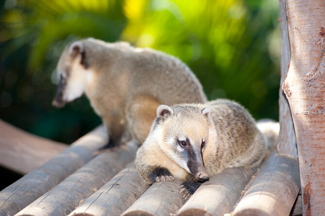 Skip the Line: Jungle Park Tenerife Entrance Ticket
