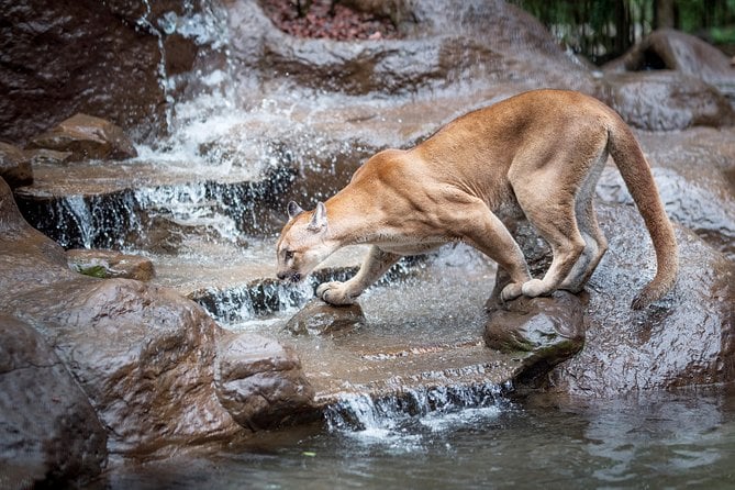 Skip the Line:Day Ticket-La Paz Waterfall Gardens Nature Park & Wildlife Refuge