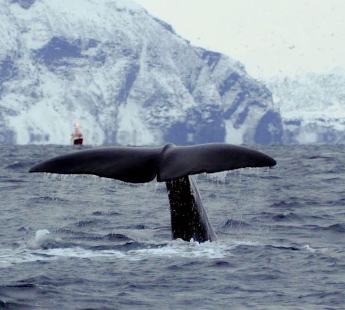 Skjervøy: Birds and Wildlife of Arctic Norway