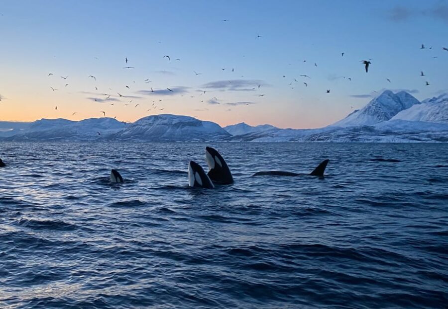 3 Best Tours In Skjervoy
