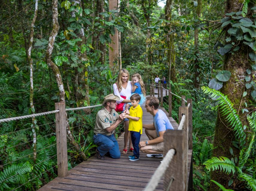 Skyrail Rainforest Cableway Round-Trip Experience - Experience Overview