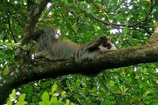 Sloths Observation and Coffee, Chocolate, Sugarcane Experience