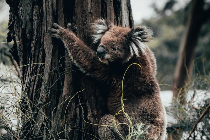 Small Group – 12 Apostles, Otways & Great Ocean Road Day Tour From Melbourne