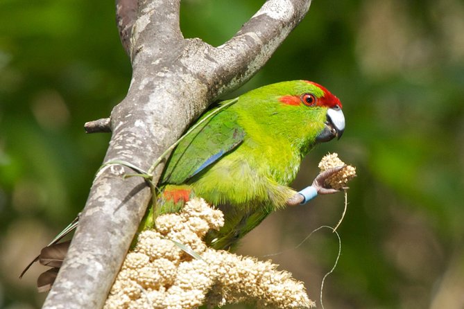 Small Group Daytime 2-Hour Eco Wildlife Tour at Zealandia