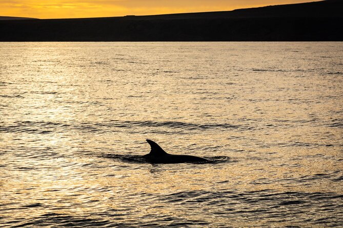 Small Group Dolphin Sunset Tour on Electric Catamaran Lanzarote