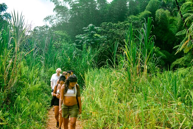 Small-Group El Yunque Rainforest Vivid Day Tour With Transport