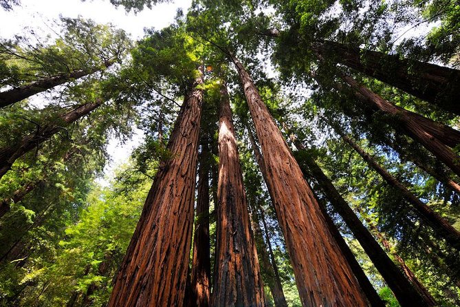 Small-Group Half-Day Muir Woods and Sausalito Afternoon Tour - Inclusions