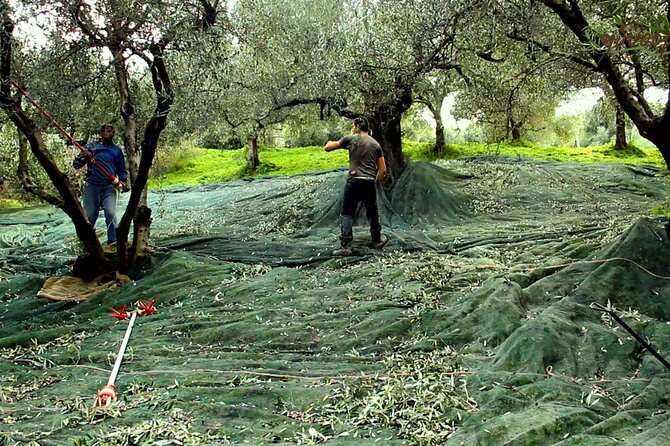 Small-Group Honey & Extra Virgin Olive Oil Tasting Tour in Crete