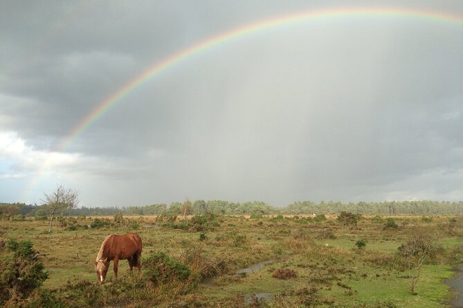 Small-Group New Forest Discovery Walk From Lyndhurst
