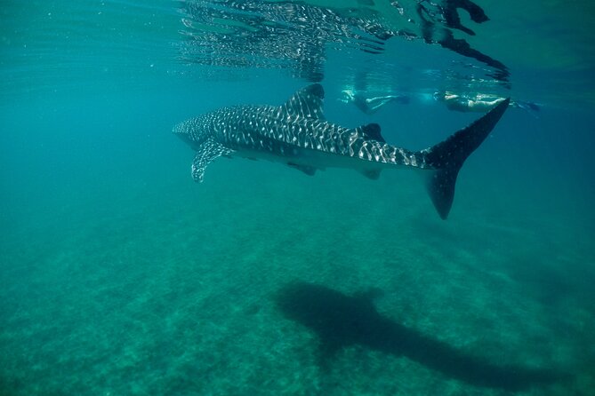 Small Group Snorkeling and Swim With Whale Sharks & Sea Lions in La Paz - Inclusions