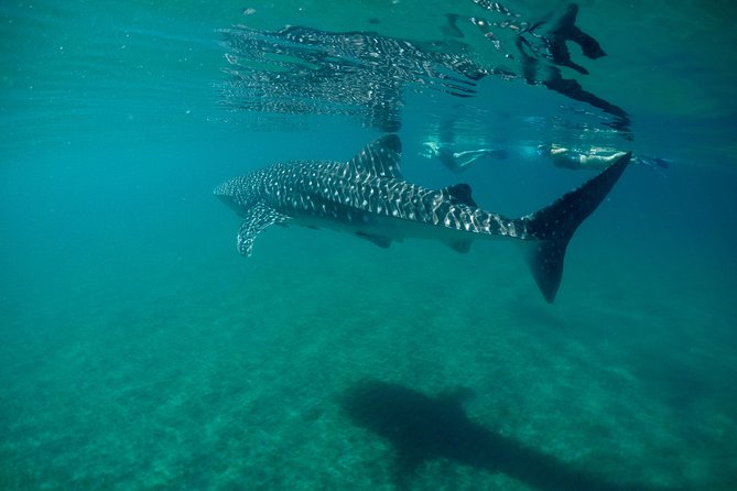 3 Best Snorkeling Experiences In La Paz