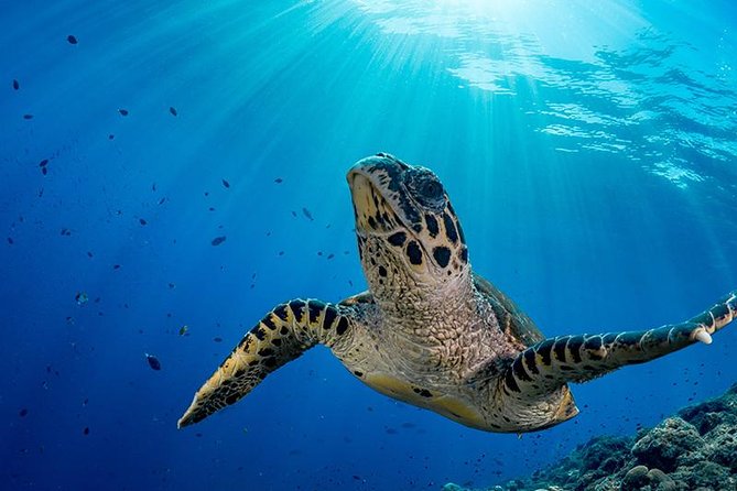 Snorkel Tour – San Jose Del Cabo