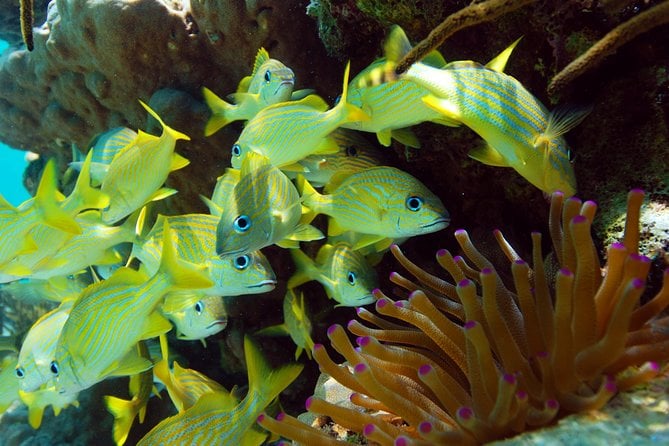 Snorkel Xtreme Cancun - Ziplining Through Lush Forests