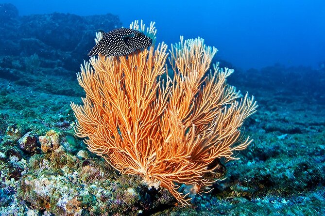 Snorkeling at Caño Island