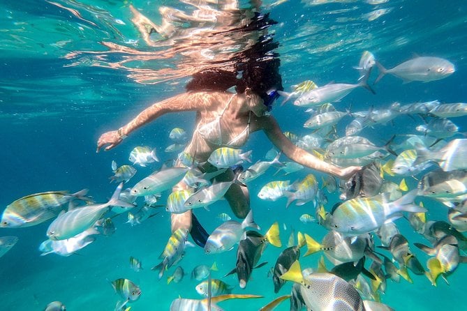 Snorkeling at Pelicans Rock - Group Size and Inclusions