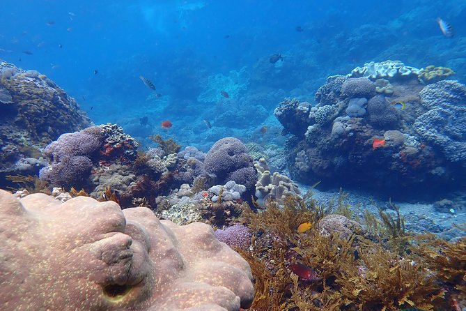 Snorkeling Day Trip To Lembongan and Penida - Tour Overview