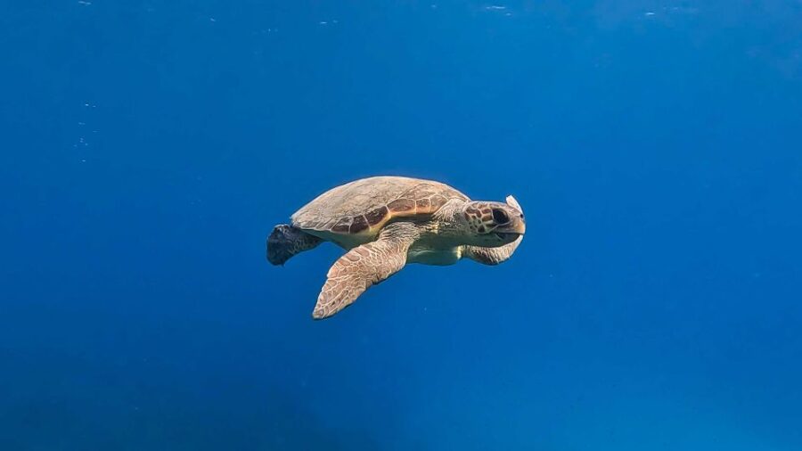Snorkeling Guided Tour in Beautiful Marathopoli