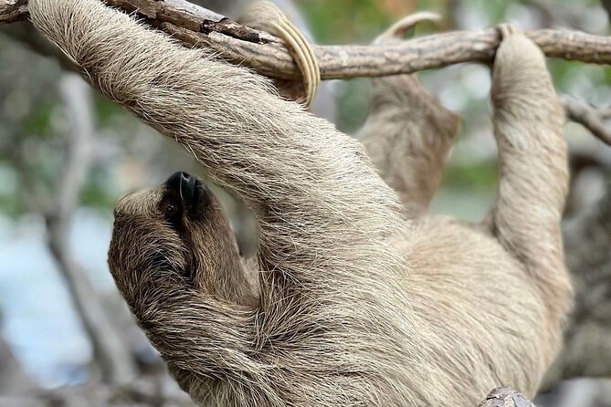 Snorkeling, Monkey & Sloth Park, West Bay Beach - Private Driver. - Overview and Tour Details