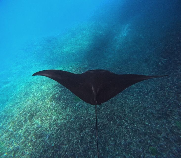 Snorkeling Nusapenida - Best Part Swim With the Mantarays🤙 - Activity Overview