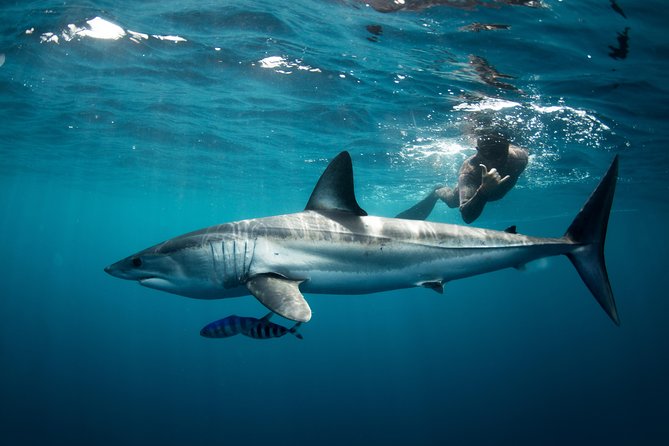 Snorkeling or Swimming With Sharks in Cabo San Lucas - Tour Overview