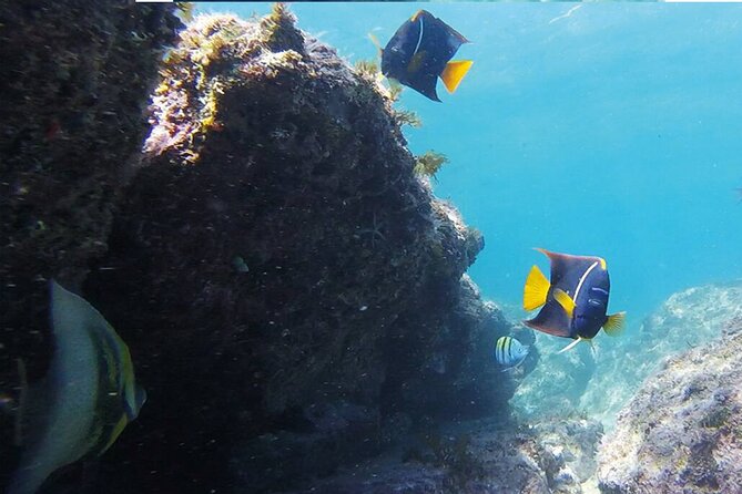 Snorkeling San Carlos With a Marine Biologist