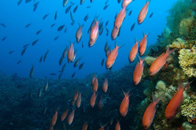 Snorkeling Tour Around the Isola Bella Nature Reserve - Tour Highlights
