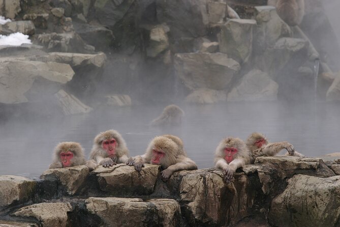 Snow Monkey Park & Miso Production Round Trip Day Tour From Tokyo - Tour Description