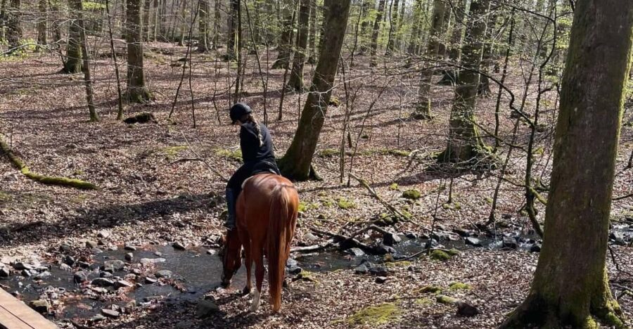 Söderåsen National Park: 2.5-Hour Horseback Ride