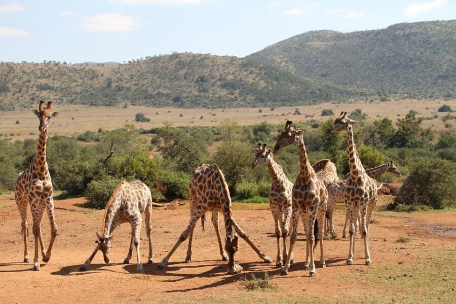 South Africa Joburg: Pilanesberg National Park Day Tour