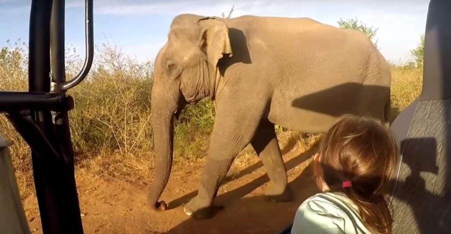 South Coast Wild Wonders Sinharaja, Yala, River Safari,Galle