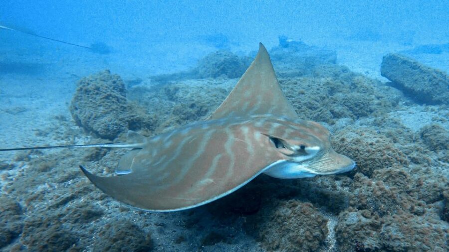 South Tenerife: Guided Snorkeling