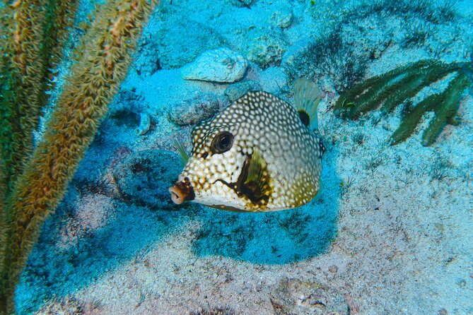 SPECIAL! Snorkel at MUSA - The Underwater Museum Reservation - Overview of the Experience