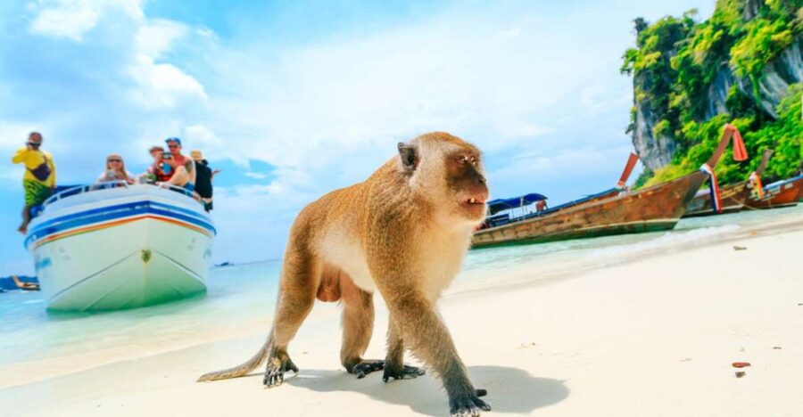 Speedboat to Phi Phi, Maya Bay & Bamboo Island From Krabi
