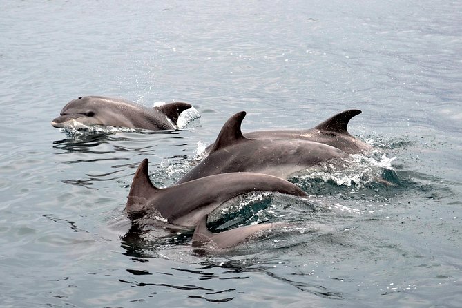 2 Best Dolphin Watching Tours In Alghero