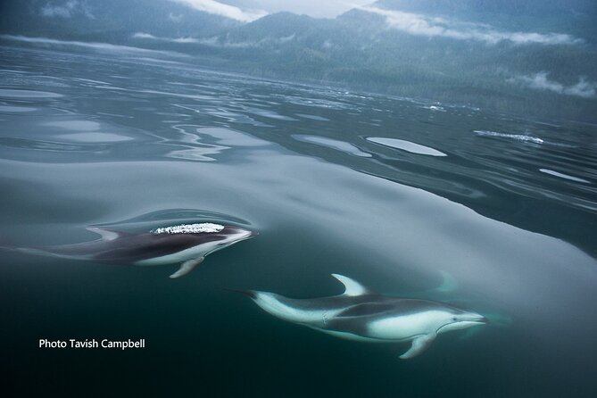 Spring Bears and Whales in Campbell River Tour